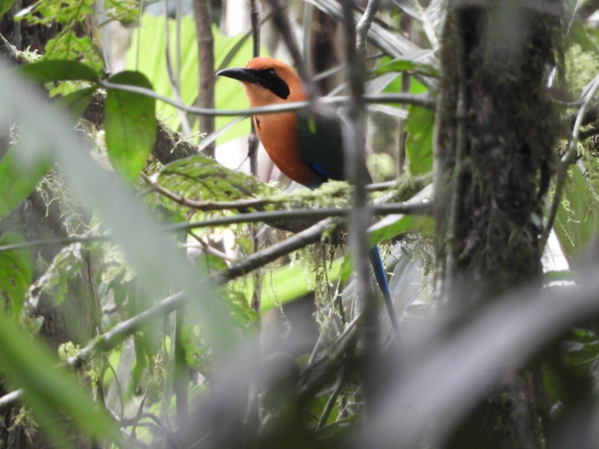 Rufous Motmot - ML617434535