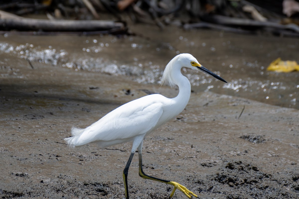 Snowy Egret - ML617434537