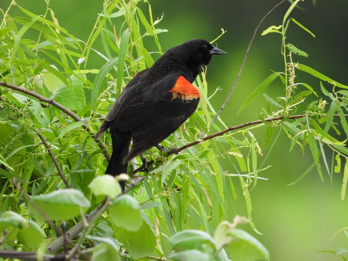 Red-winged Blackbird - Vidhya Sundar