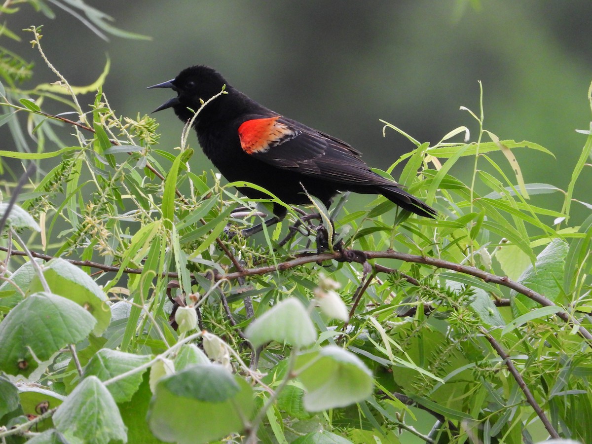 Red-winged Blackbird - Vidhya Sundar