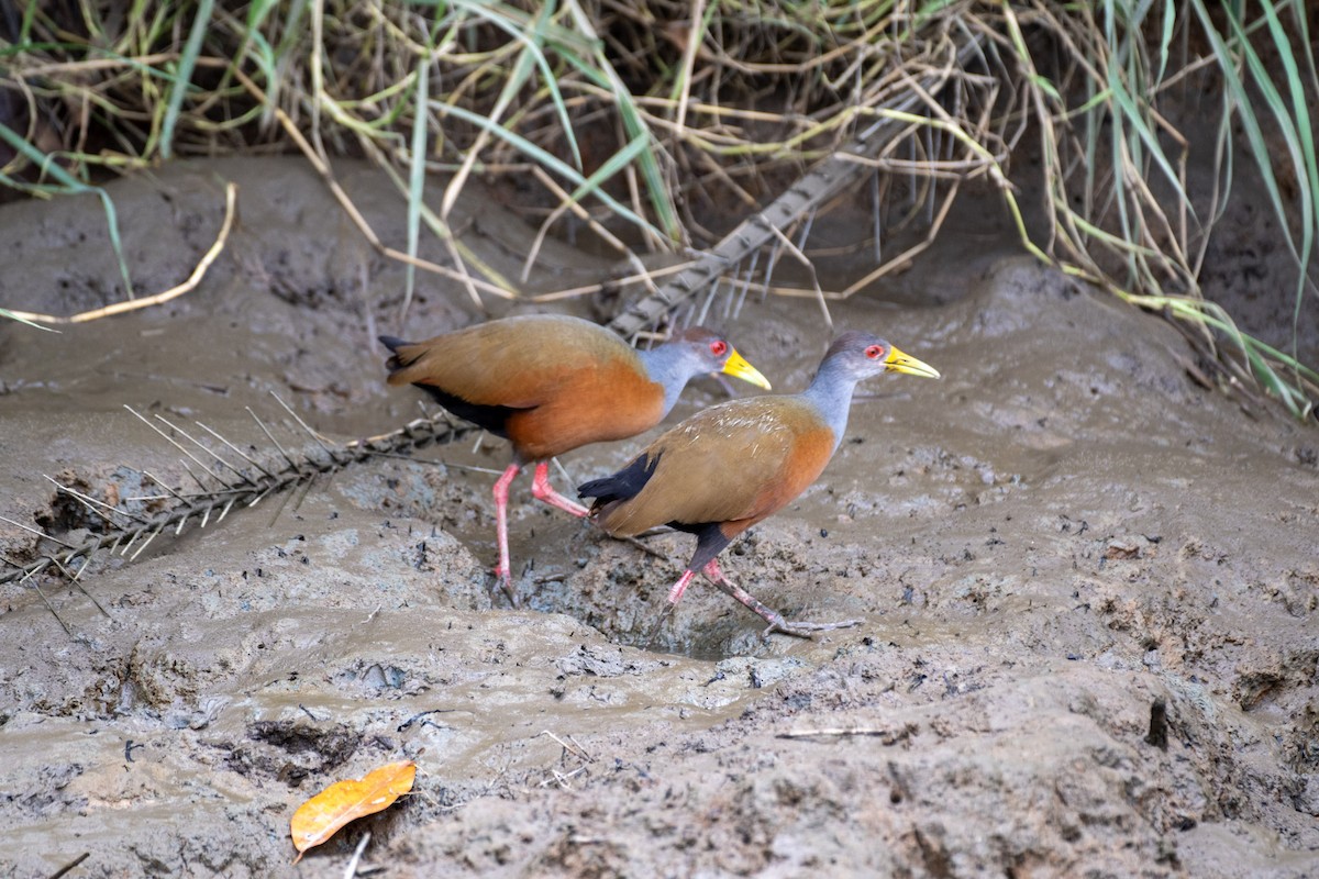 Gray-cowled Wood-Rail - ML617434591