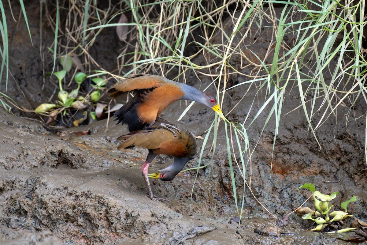 Gray-cowled Wood-Rail - ML617434592