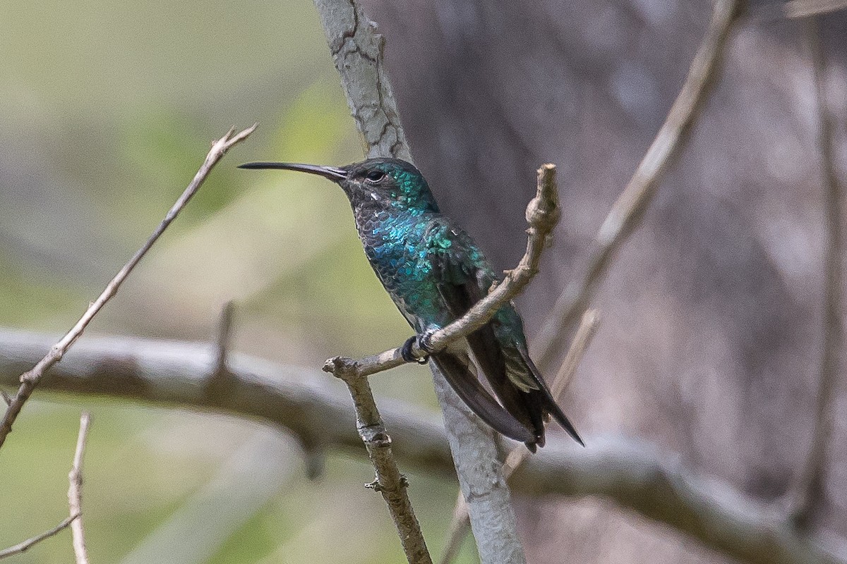 Shining-green Hummingbird - Paul Budde