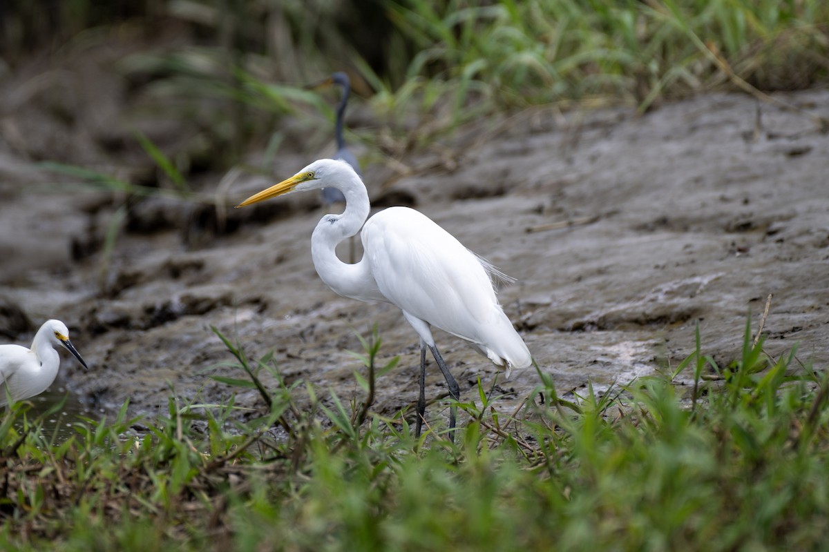 Great Egret - ML617434624