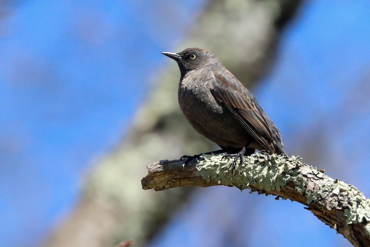 Rusty Blackbird - ML617434628