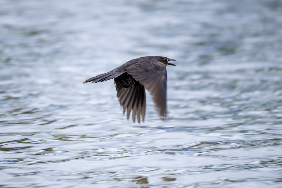 Great-tailed Grackle - ML617434710