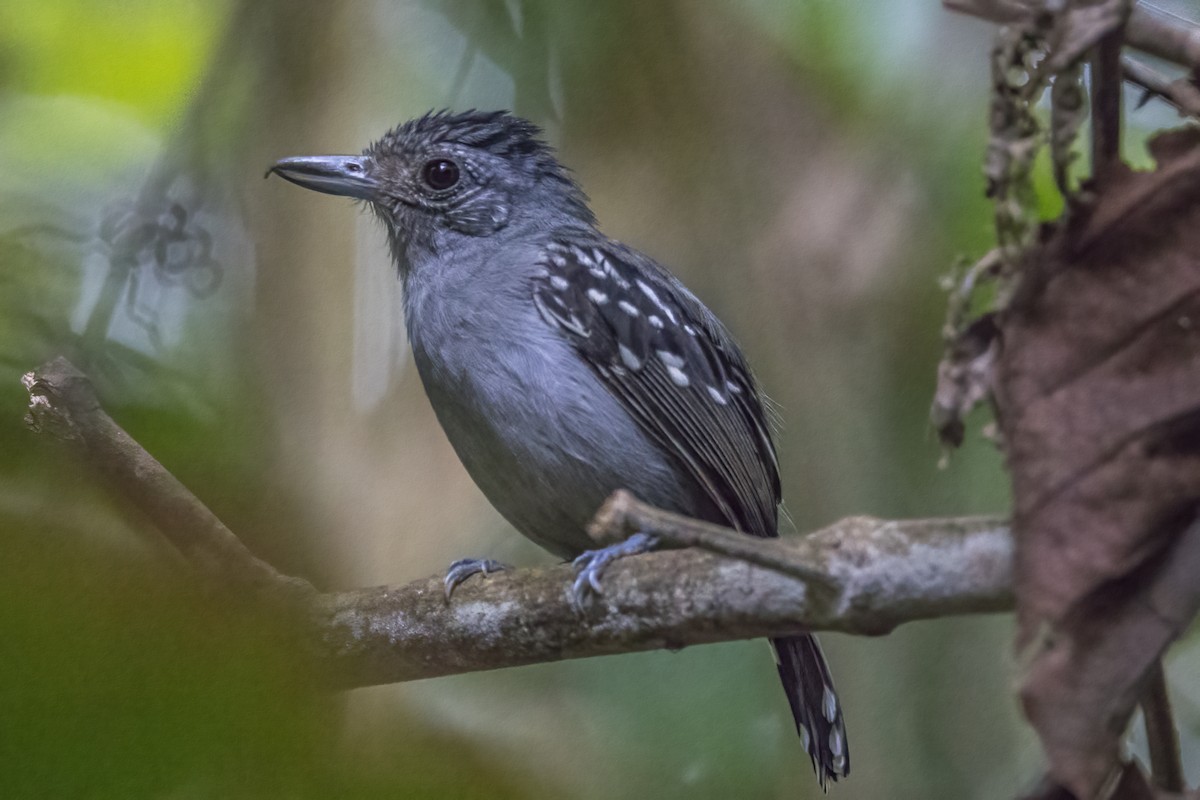 Black-crowned Antshrike - Paul Budde