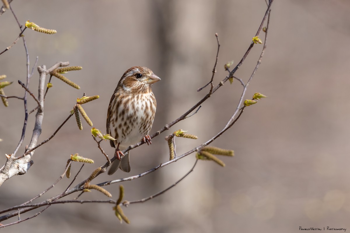 Purple Finch (Eastern) - ML617434737