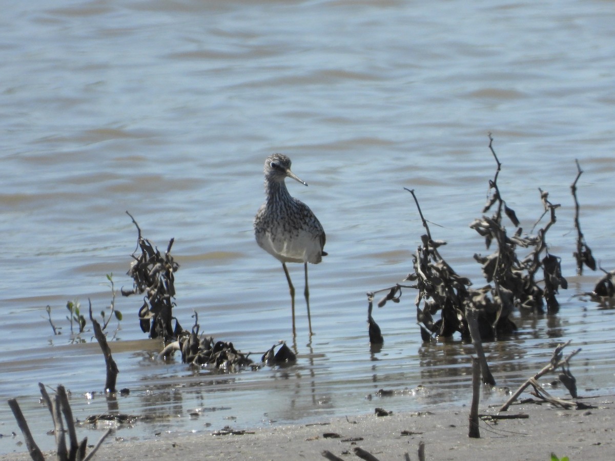 Lesser Yellowlegs - Quentin Reiser