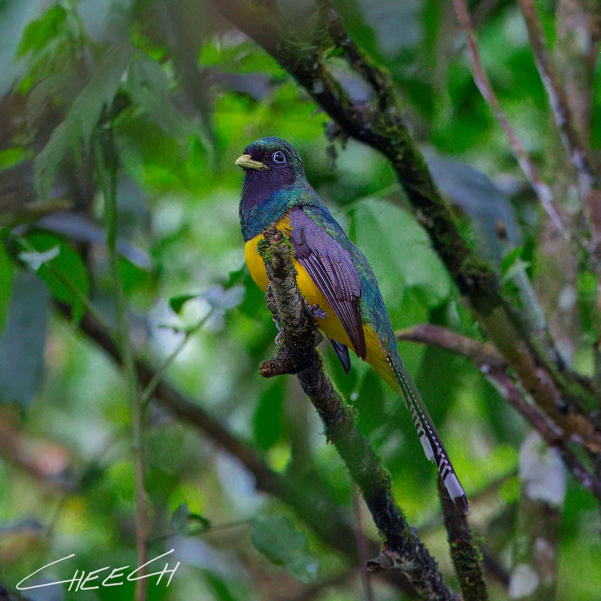 Atlantic Black-throated Trogon - ML617434798