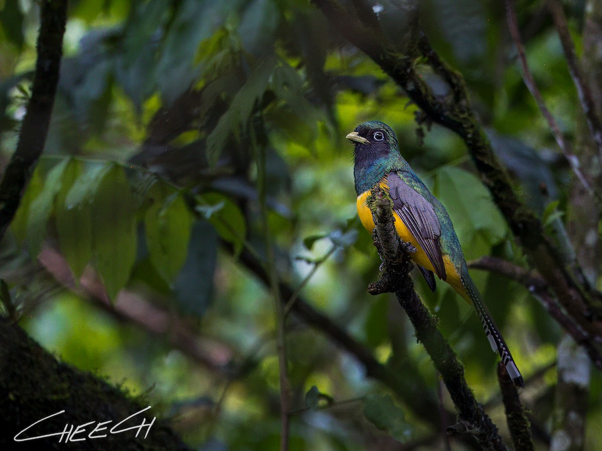 Atlantic Black-throated Trogon - Cheech Albanese (ignorant birder)