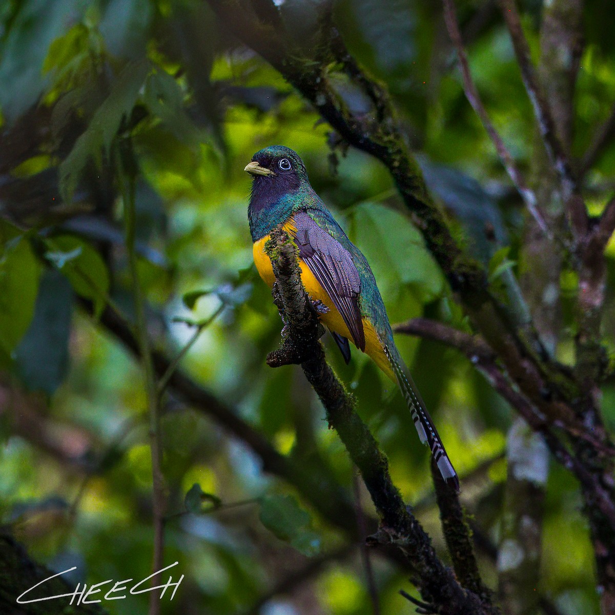 Atlantic Black-throated Trogon - Cheech Albanese (ignorant birder)