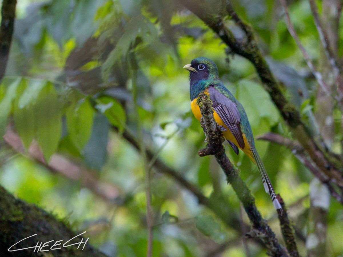 Atlantic Black-throated Trogon - ML617434804