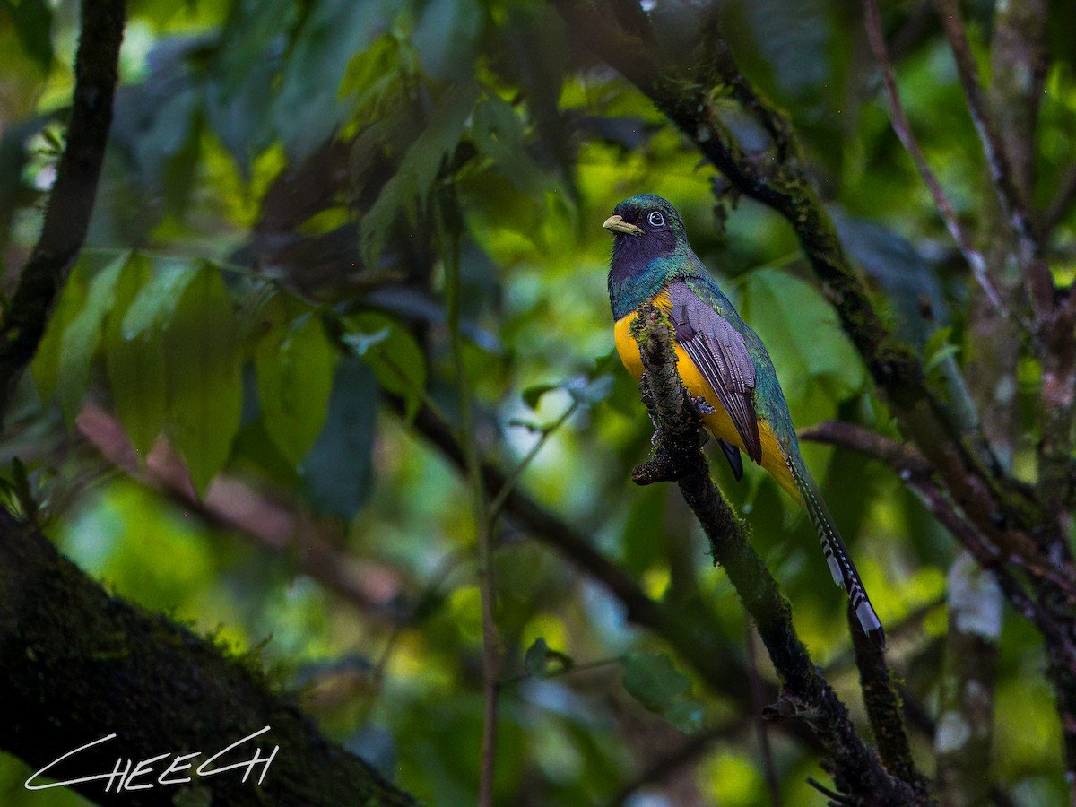 Atlantic Black-throated Trogon - ML617434805