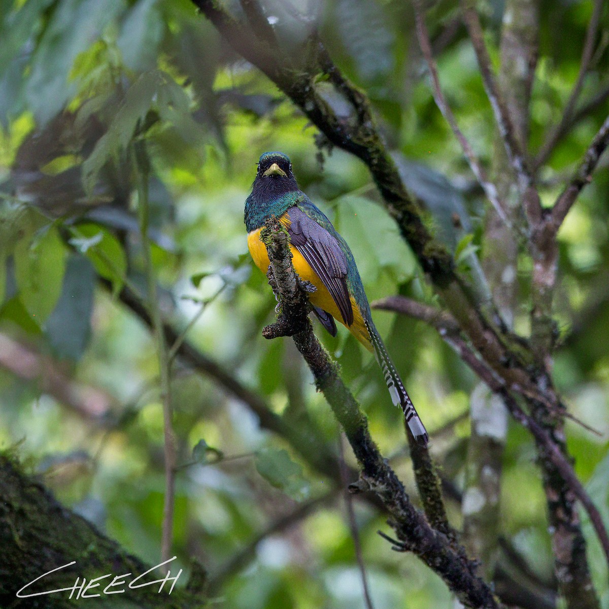 trogon atlantský - ML617434806