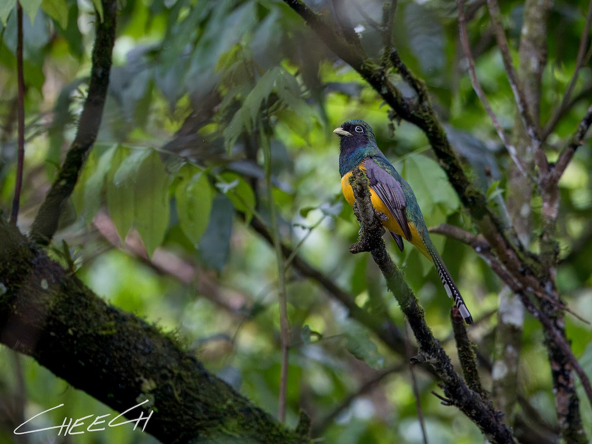 trogon atlantský - ML617434807