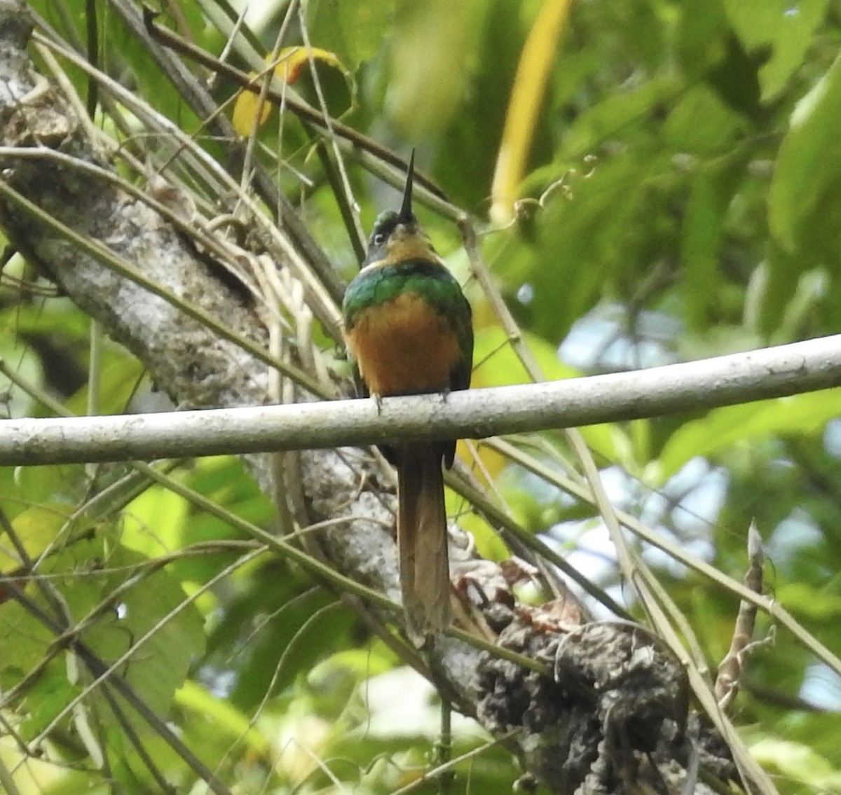 Jacamar à queue rousse - ML617434810