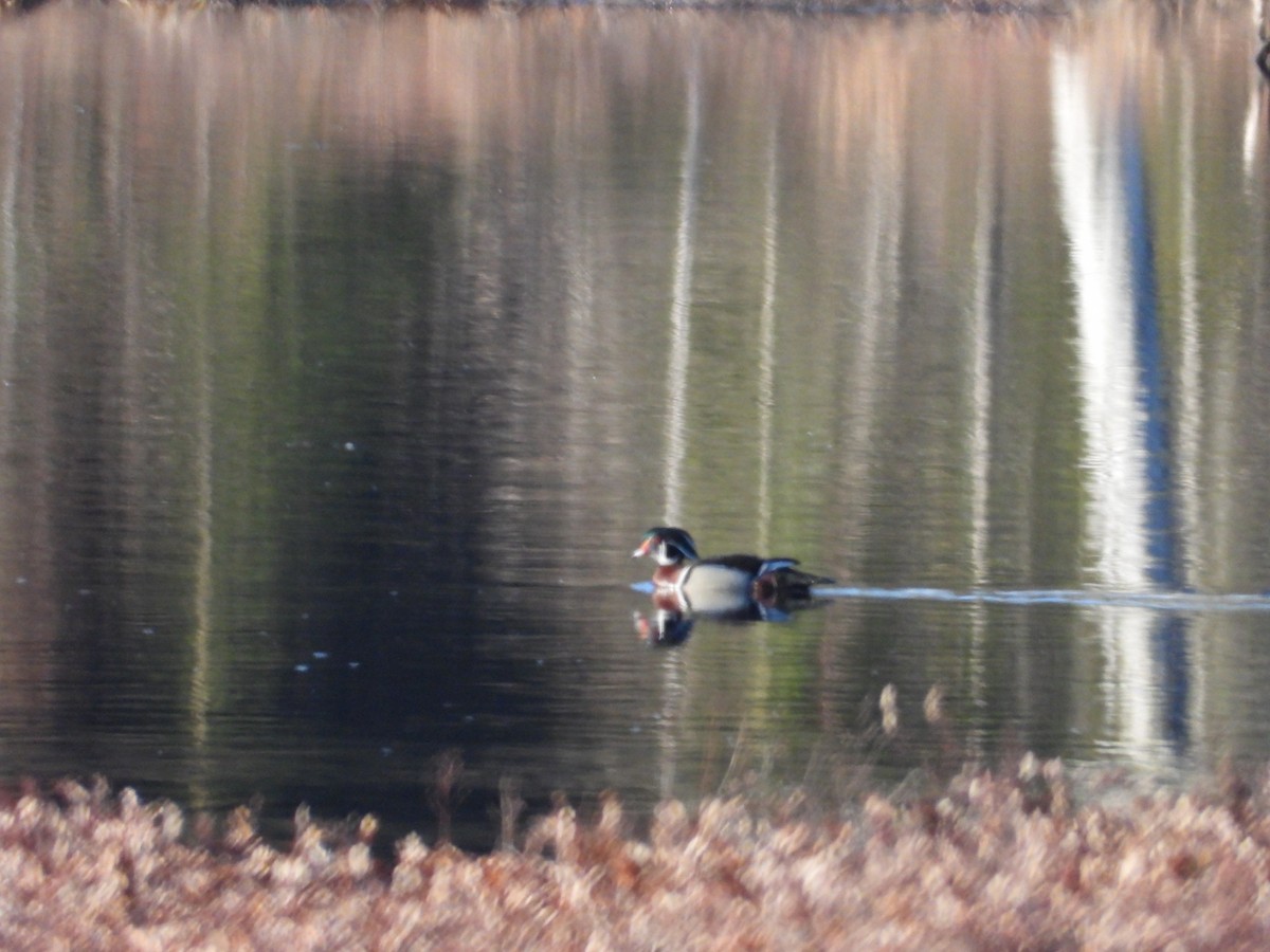 Wood Duck - Denis Provencher COHL