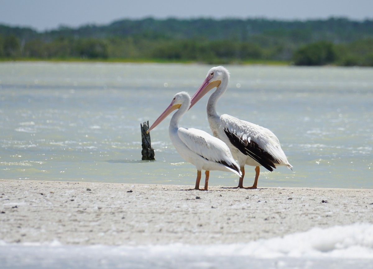 American White Pelican - ML617434829