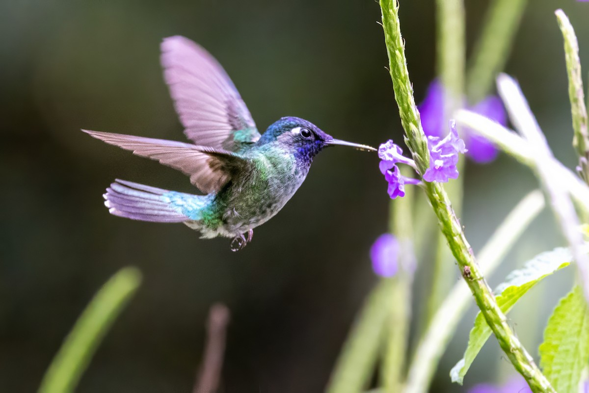 Violet-headed Hummingbird - ML617434835