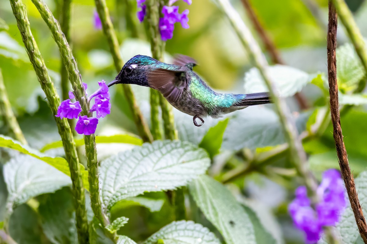Violet-headed Hummingbird - ML617434837