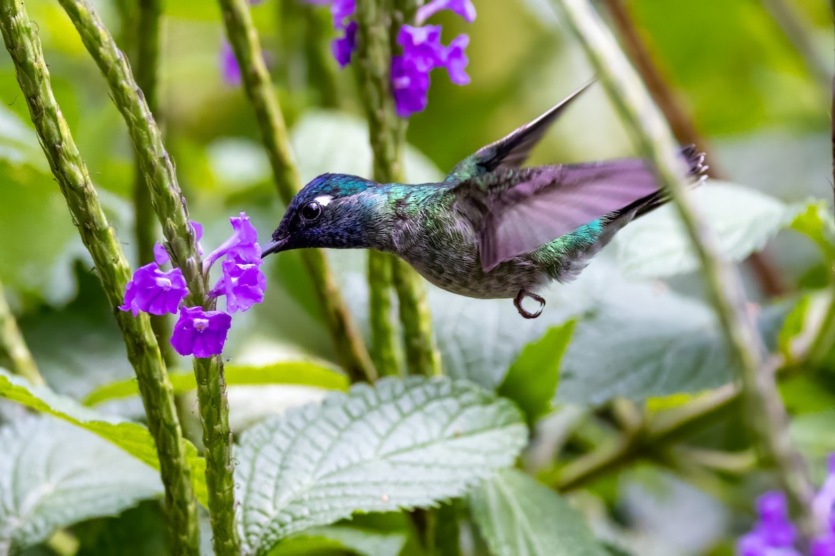 Violet-headed Hummingbird - ML617434839