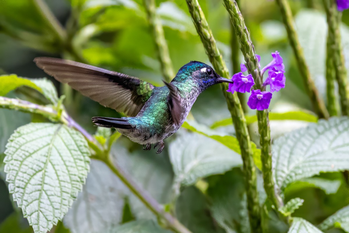 Violet-headed Hummingbird - ML617434840