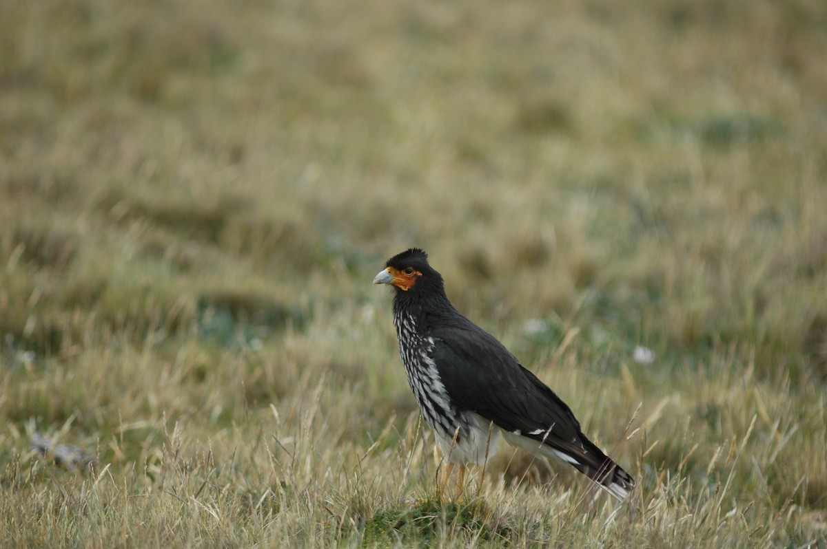 Carunculated Caracara - Francisco Sornoza