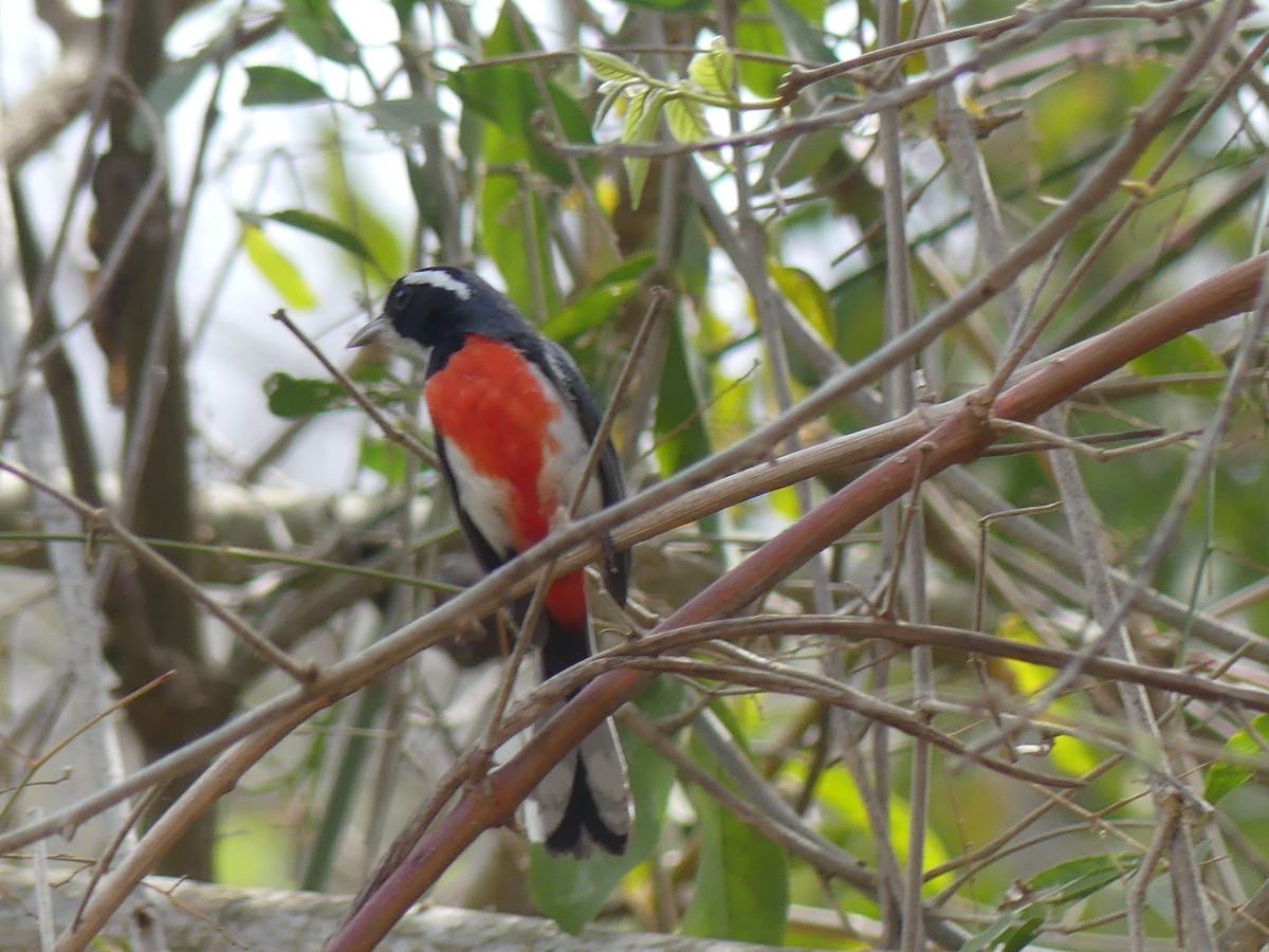 Red-breasted Chat - Dave Busch