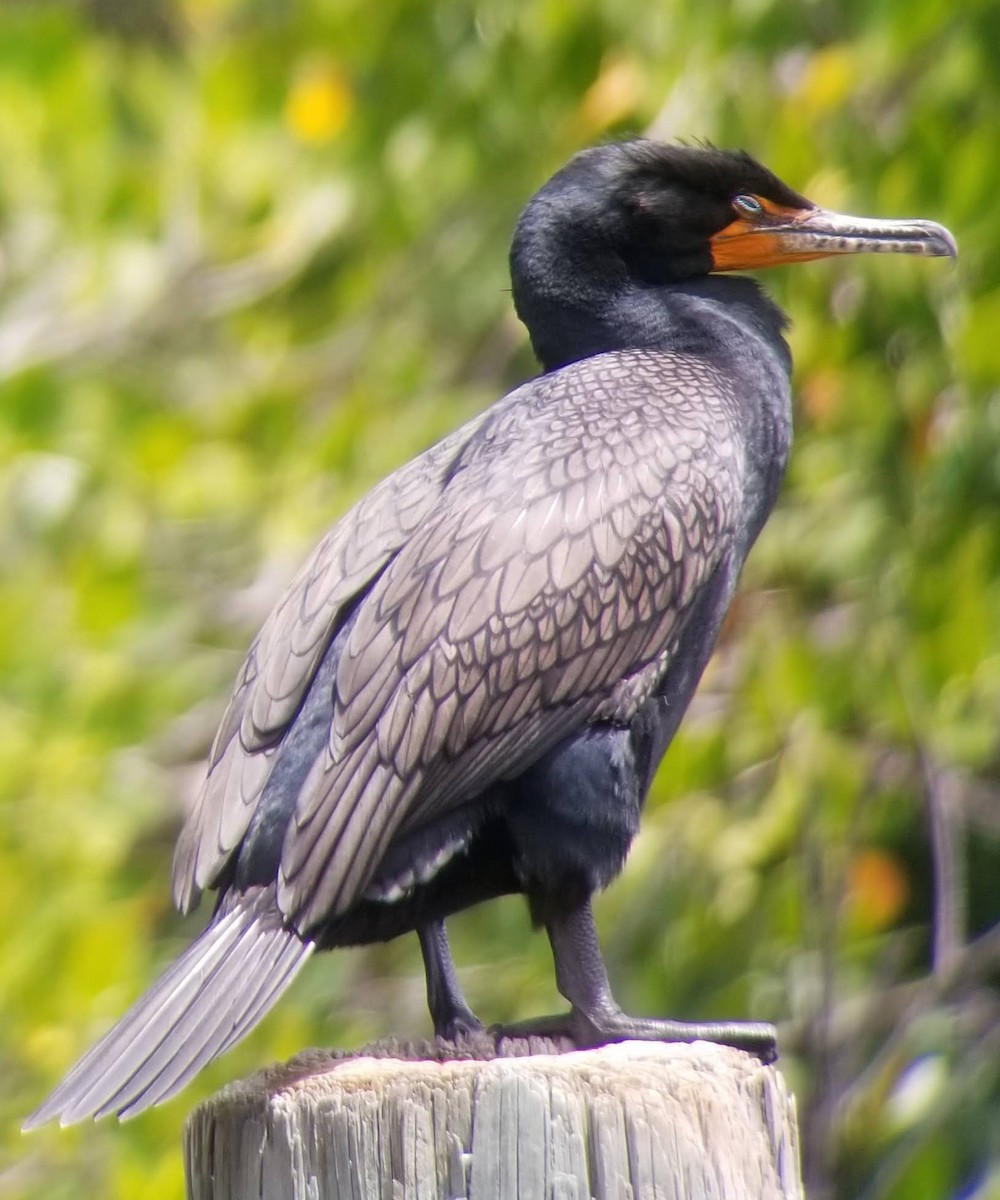 Double-crested Cormorant - ML617434897