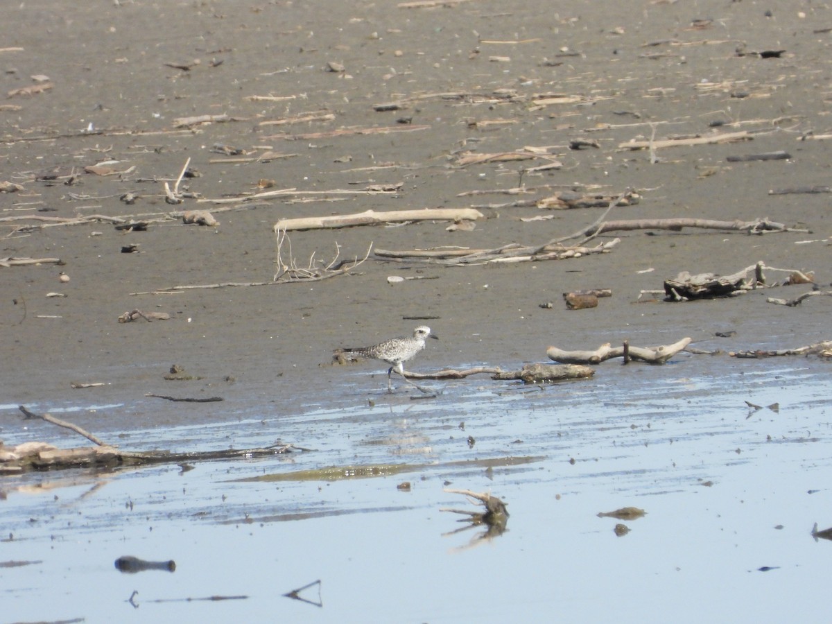 American Golden-Plover - Quentin Reiser