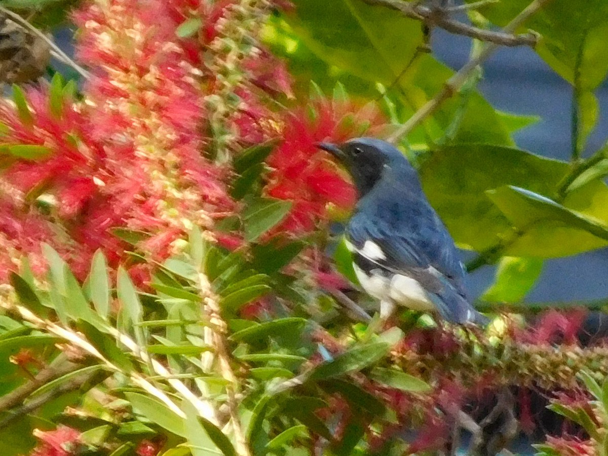 Black-throated Blue Warbler - ML617434968