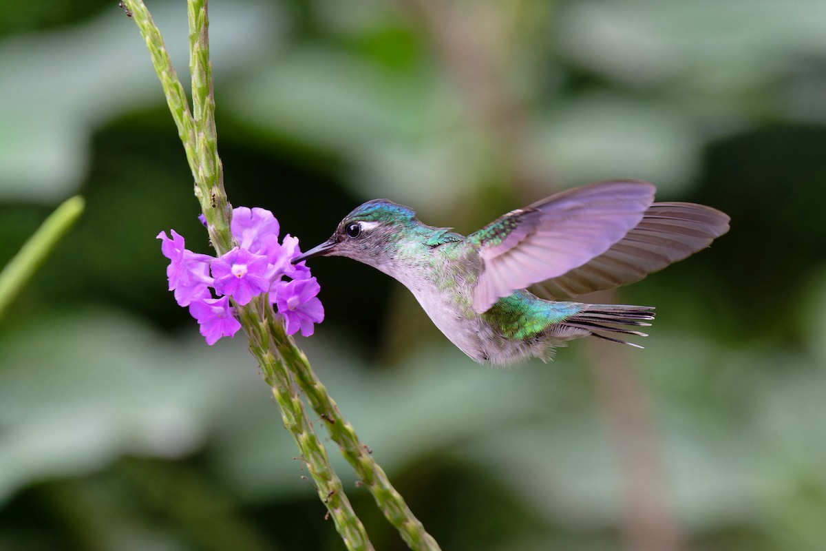 Violet-headed Hummingbird - ML617434978