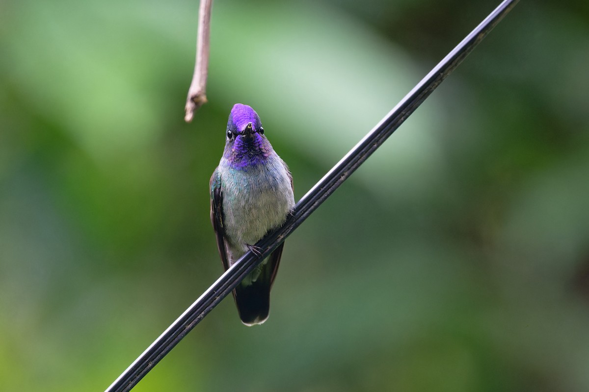Violet-headed Hummingbird - ML617434989
