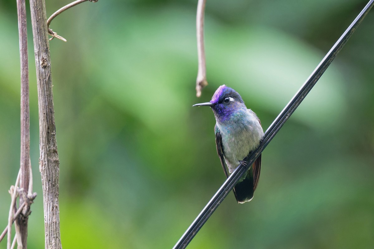 Violet-headed Hummingbird - ML617435000