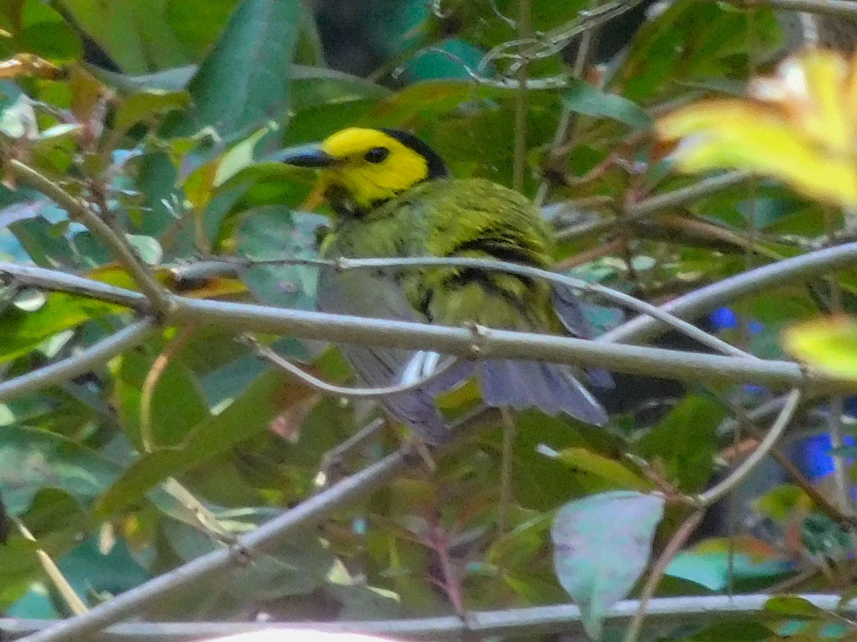 Hooded Warbler - ML617435001