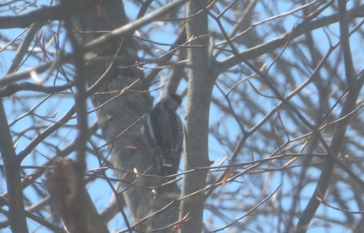 Yellow-bellied Sapsucker - ML617435009