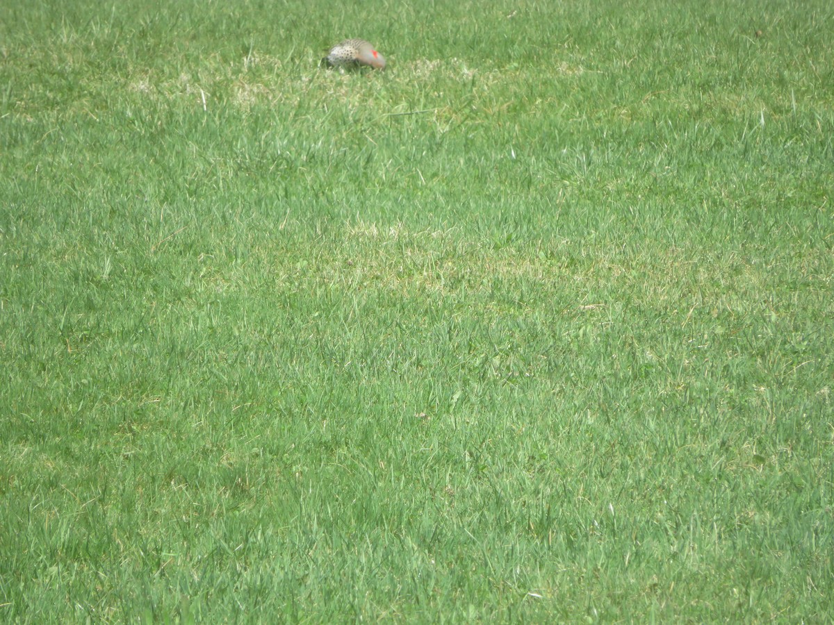 Northern Flicker - ML617435053