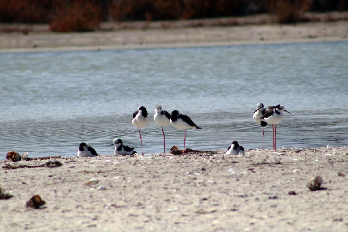 Black-necked Stilt - ML617435068