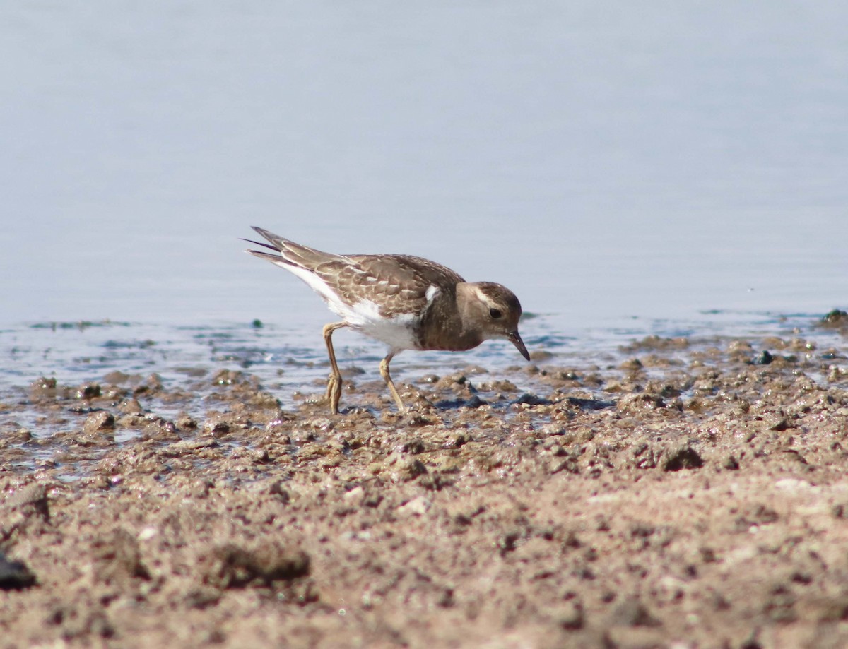 Rufous-chested Dotterel - ML617435076