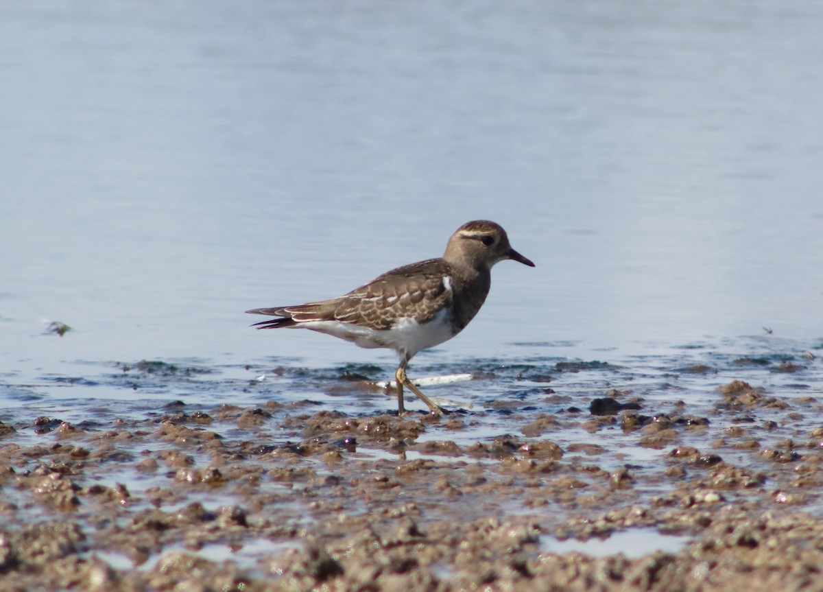 Rufous-chested Dotterel - ML617435077