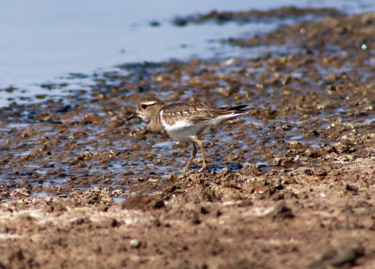 Rufous-chested Dotterel - ML617435078