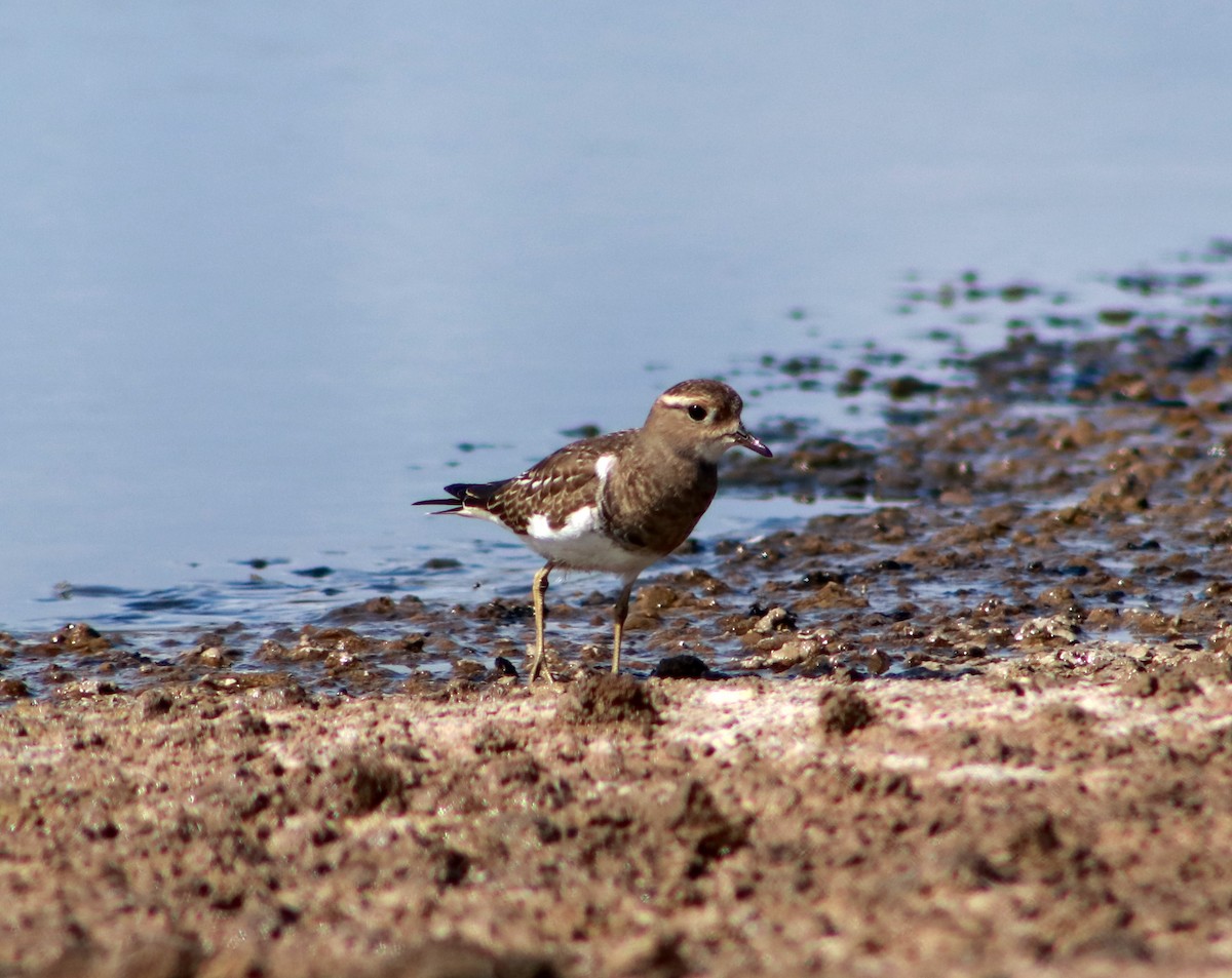 Rufous-chested Dotterel - ML617435079