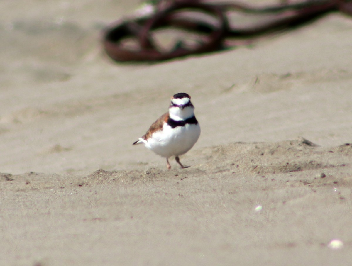 Collared Plover - ML617435087