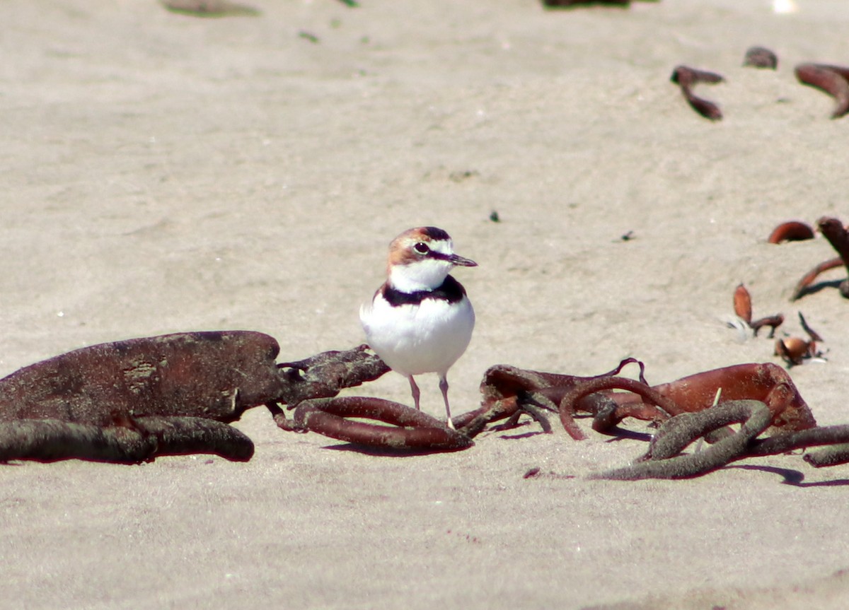 Collared Plover - ML617435088