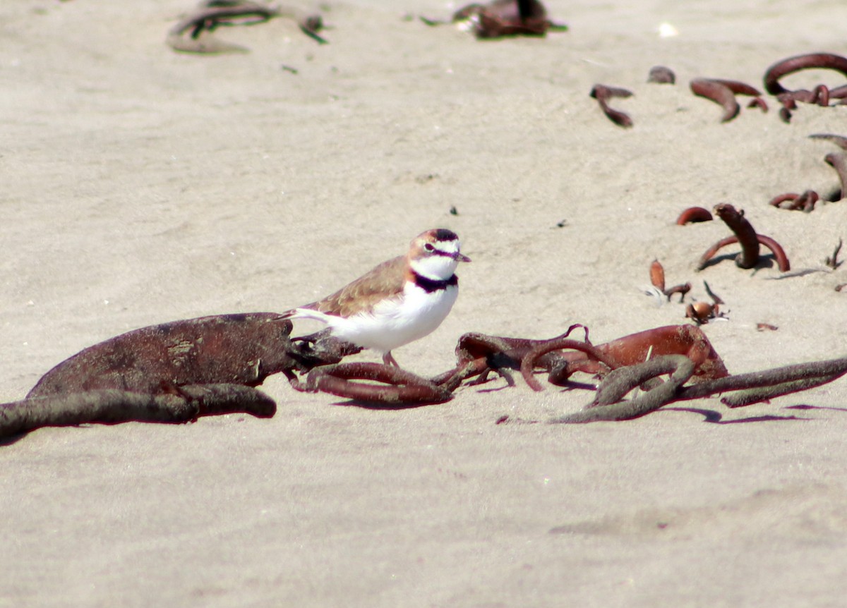 Collared Plover - ML617435089