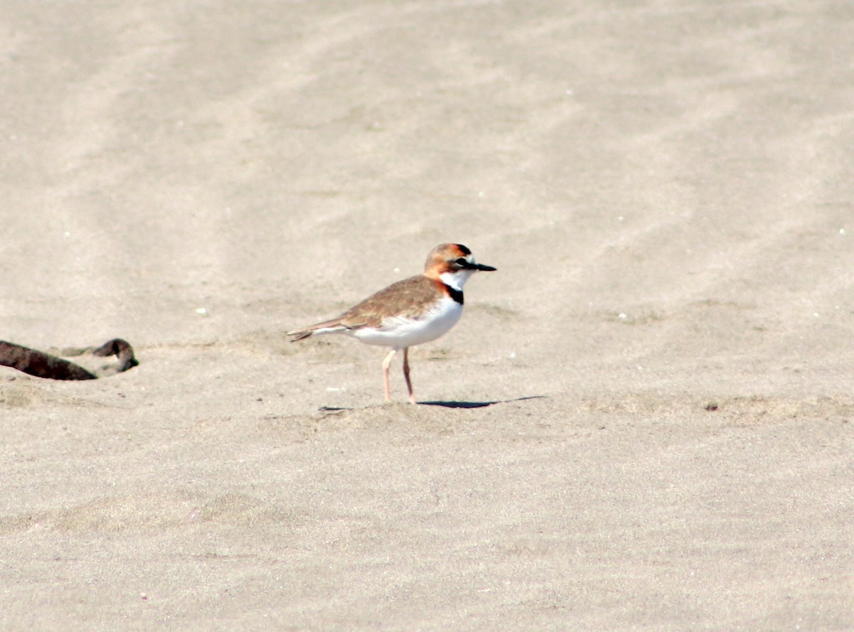 Collared Plover - ML617435090