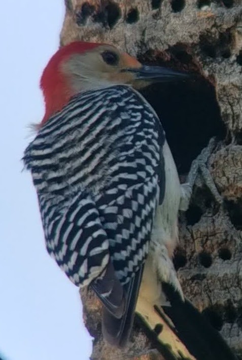 Red-bellied Woodpecker - Craig Felts