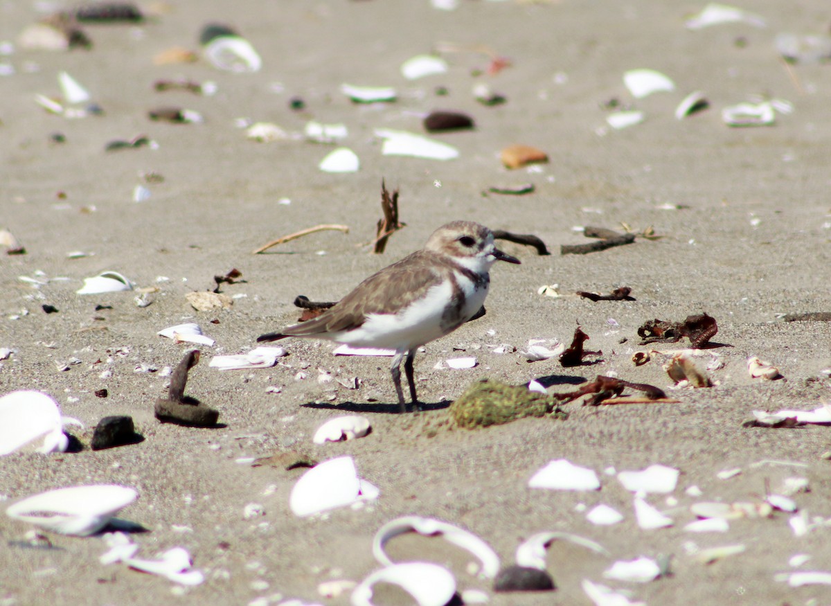 Two-banded Plover - ML617435100