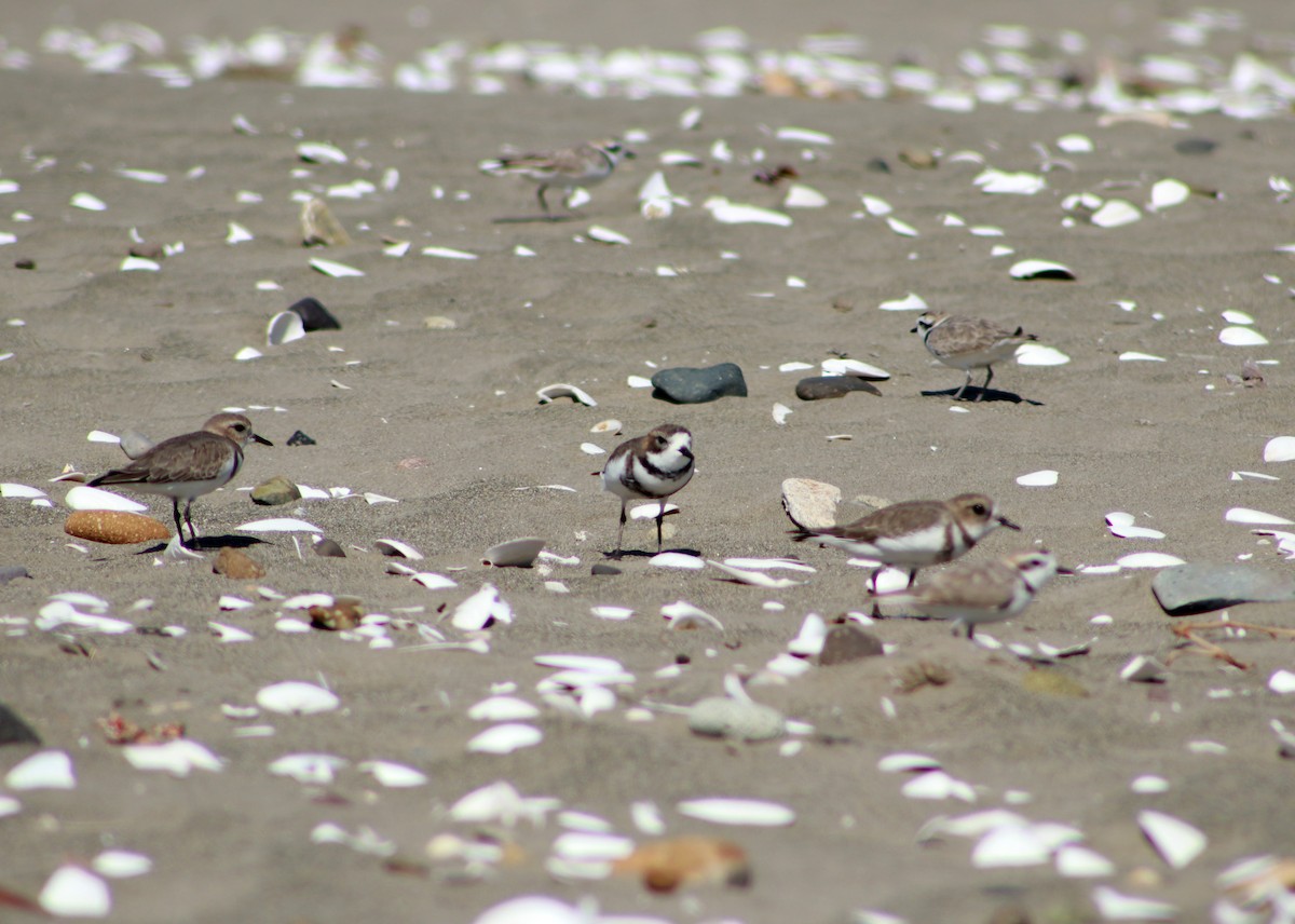 Two-banded Plover - ML617435102